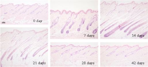Cambios en la histolog�a de la piel dorsal de ratas Mini macho despu�s de la depilaci�n...